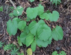 Pimpinella tripartita