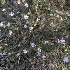 Olearia magniflora