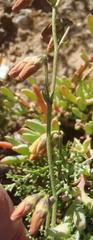 Hermannia pulverata