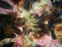 Pentacta doliolum