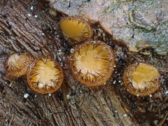 Scutellinia erinaceus