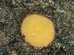 Scutellinia erinaceus