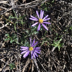 Olearia magniflora
