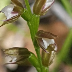 Prasophyllum brevilabre