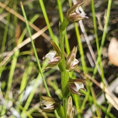 Prasophyllum brevilabre