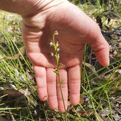 Prasophyllum brevilabre