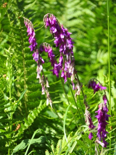 Hedysarum caucasicum