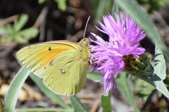 Colias heos