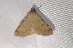 Hemeroplanis historialis