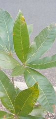 Quercus sapotifolia