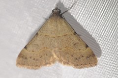 Hemeroplanis historialis