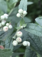 Baccharis sordescens