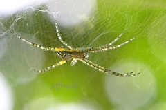 Cyrtophora guangxiensis