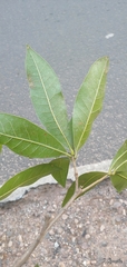 Quercus sapotifolia