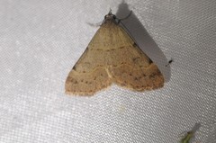 Hemeroplanis historialis