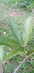 Quercus sapotifolia