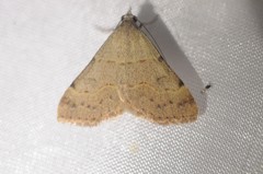 Hemeroplanis historialis