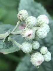 Baccharis sordescens
