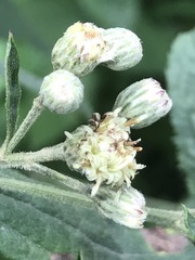 Baccharis sordescens
