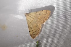 Hemeroplanis historialis