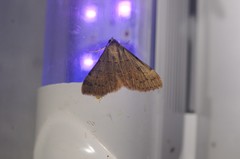 Hemeroplanis historialis