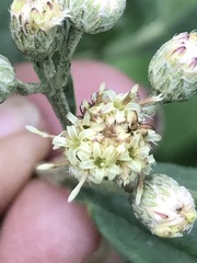 Baccharis sordescens