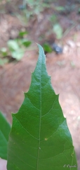 Quercus gulielmi-treleasei