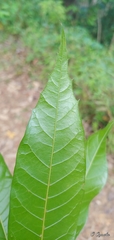 Quercus gulielmi-treleasei