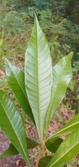 Quercus gulielmi-treleasei