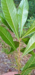 Quercus gulielmi-treleasei