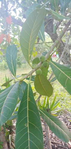 Image of Ficus obtusifolia by (c) Olvin Wilfredo Oyuela, some rights reserved (CC BY-SA)