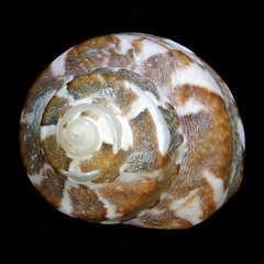 Notogibbula bicarinata