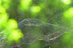 Cyrtophora guangxiensis