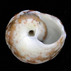 Notogibbula bicarinata