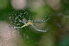Cyrtophora guangxiensis