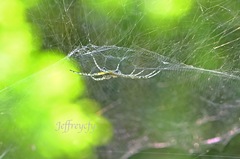 Cyrtophora guangxiensis