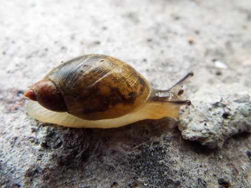 Succinea panucoensis