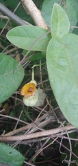 Aristolochia stevensii