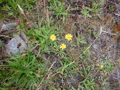 Taraxacum ceratophorum