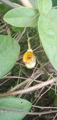 Aristolochia stevensii