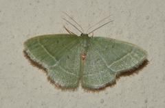 Chlorissa attenuata