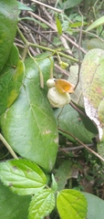 Aristolochia stevensii