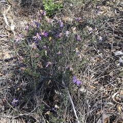 Olearia magniflora
