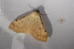 Hemeroplanis historialis