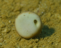 Heteropsammia cochlea