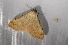 Hemeroplanis historialis