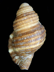 Septa occidentalis