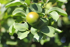 Strychnos angustiflora