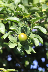 Strychnos angustiflora