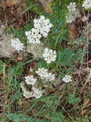 Kitagawia terebinthacea